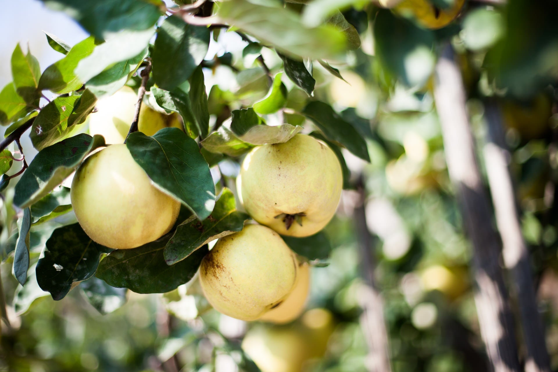 Reg. 1 - Kernobst - Destillerie Kohler - Aromenbibliothéque